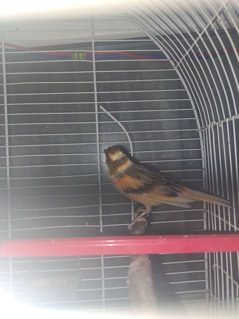 Hazir erkey bulbul 1yas yarimliqdi gozel oxumagi var qefesi ile