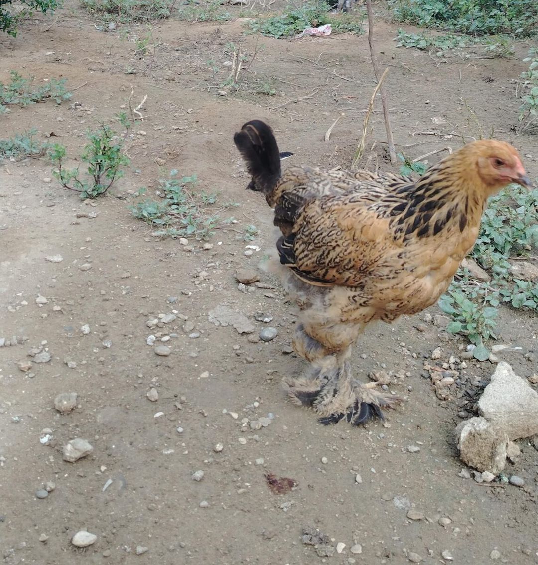 Cücələr — Quşlar, Bakı (8)