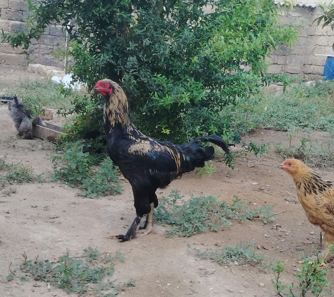 Cücələr — Quşlar, Bakı (9)