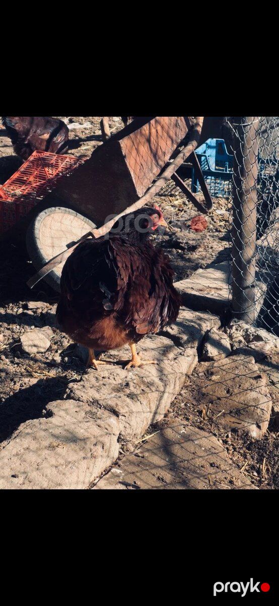 Mayalı redisland yumurtası — Quşlar, Bakı (3)