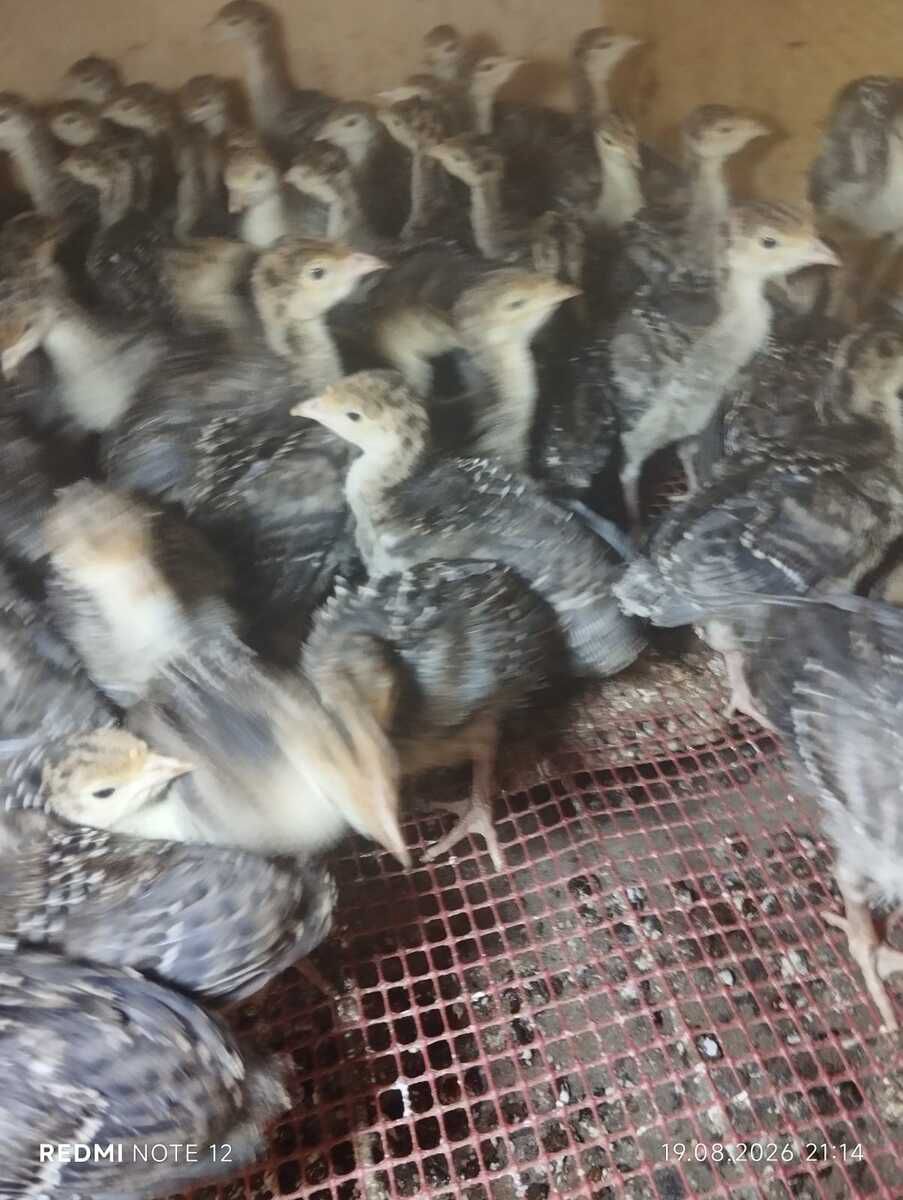 Hinduşka balaları — Quşlar, Ağdam (2)