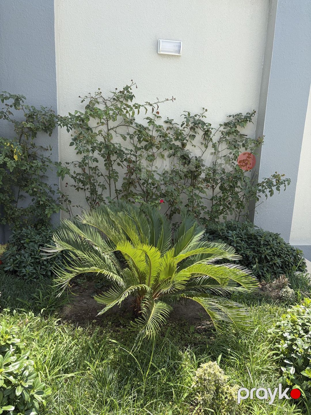 İcarəyə verilir 7 otaqlı həyət evi/bağ evi 400 m² — Ev, villa, Bakı (2)