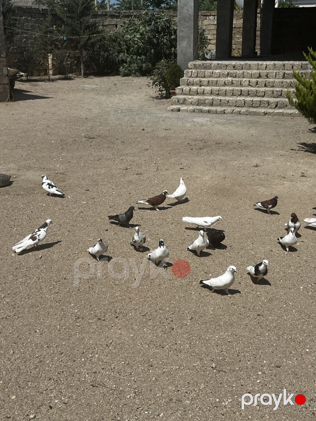 18 quşdu biri 5manatdan boynu güllülər var içində qırmızı baş qarabaşa — Quşlar, Digah (5)