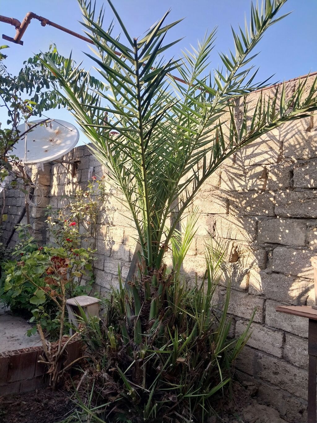 Xurma (xurma xurması, Phoenix dactylifera) – həyət üçün dekorativ — Bitkilər, Digah (2)