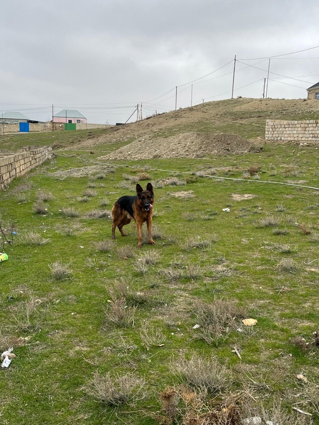 Alman çoban iti, Erkək — Heyvanlar, Ceyranbatan (2)