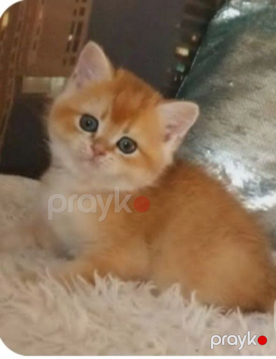 Голд Шиншилла — Pişiklər, Bakı (11)