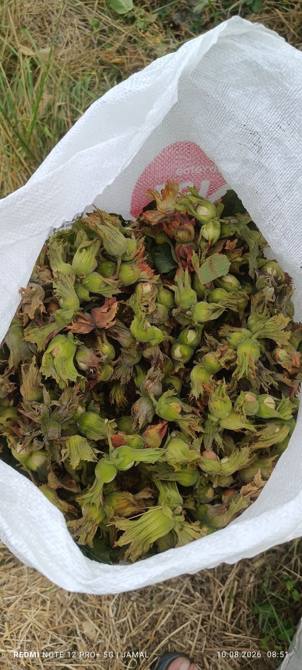 Xaçmaz rayonu, Hacıəhmədoba kəndində fındıq bağı satılır! 🌳 1500-2000