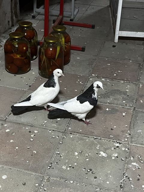 Hazlr cütdülər yumurtaya döyürlər