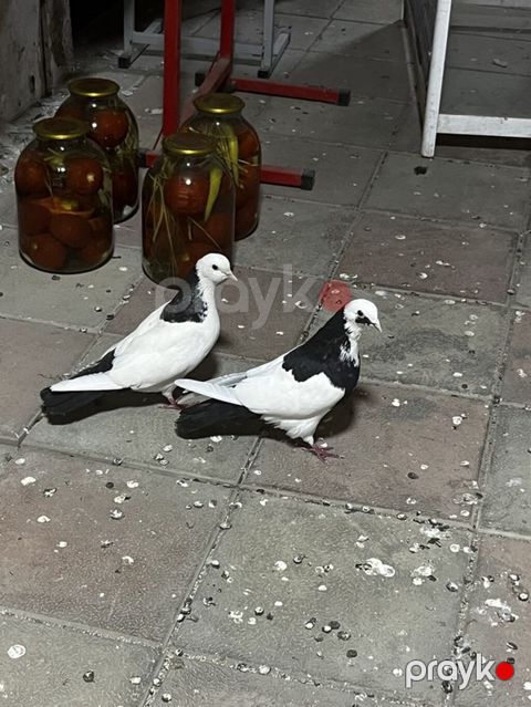Hazlr cütdülər yumurtaya döyürlər — Digah