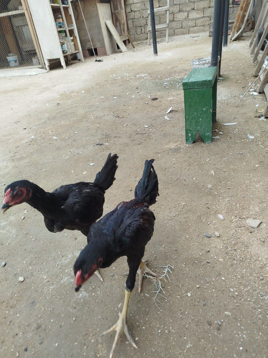 Heyratı beçə — Quşlar, Bakı (4)
