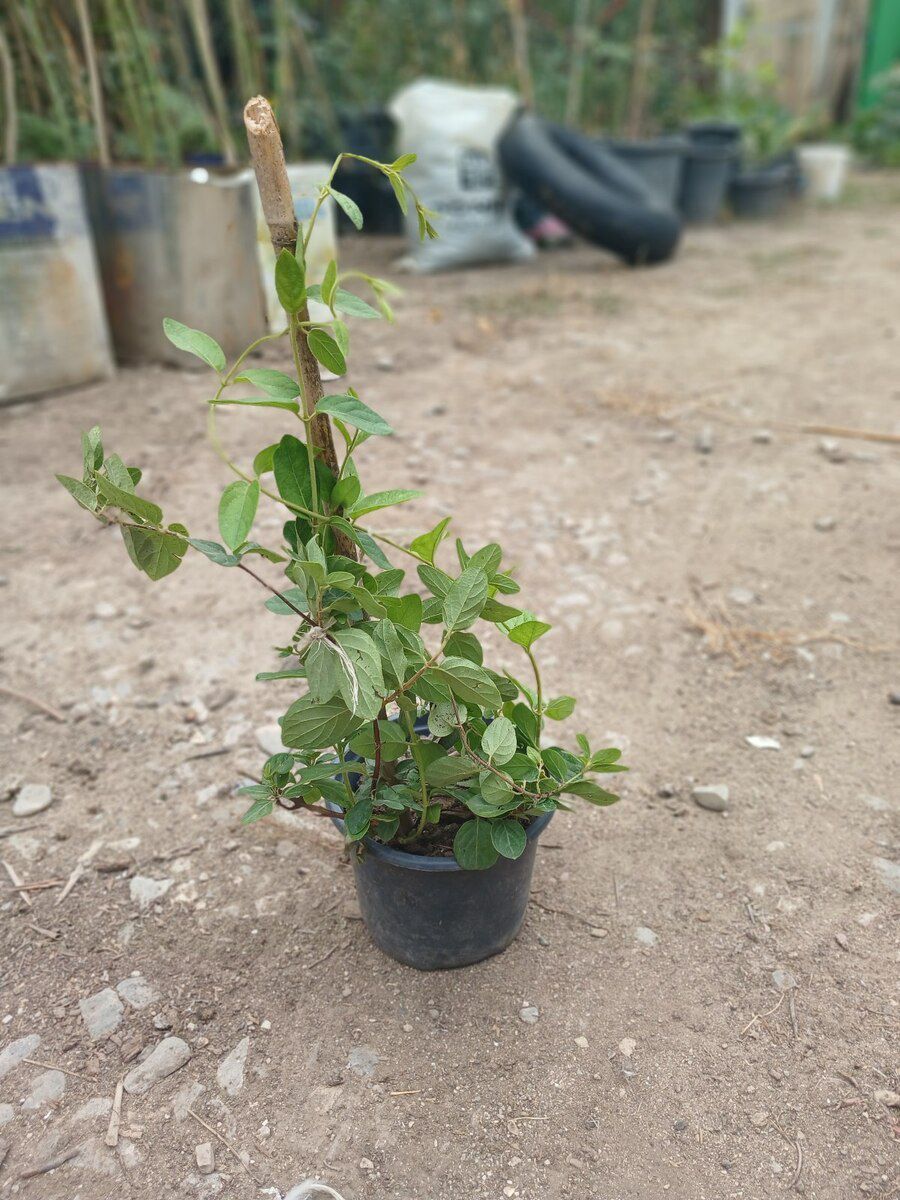 Jasmin — Bitkilər, Bakı (4)