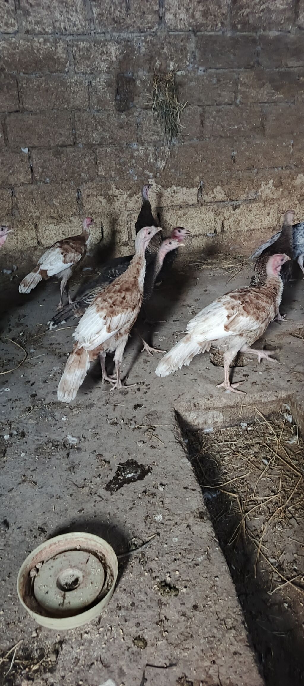 3 ay 10 gunluk hinduska balalari satilir . Yerli cins deyil. Red — Heyvanlar, Xaçmaz (2)