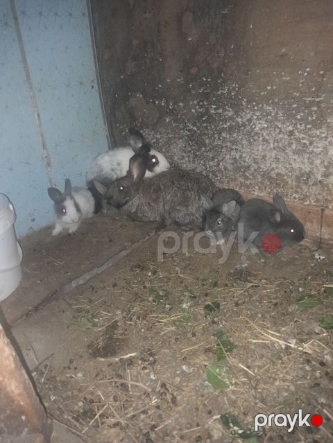 9 dene dosandi qiymet komuna ayitdi tek tek 10 manat kom 50 manat Ev — Gəncə