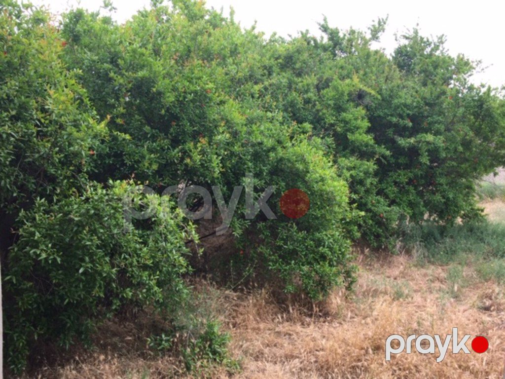 Satılır torpaq 30 sot — Torpaq, Bakı (4)