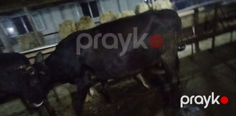 Inək 2 gi qarın kısırdı Sağlamdır problemi yoxdur 4 yaşı var — Goranboy