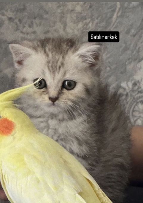 Şinşila dişi 0516539466
