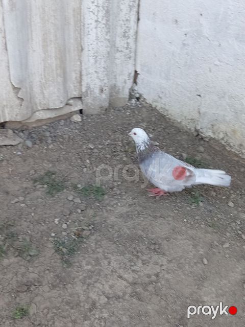 Mor agbaş erkən quşu