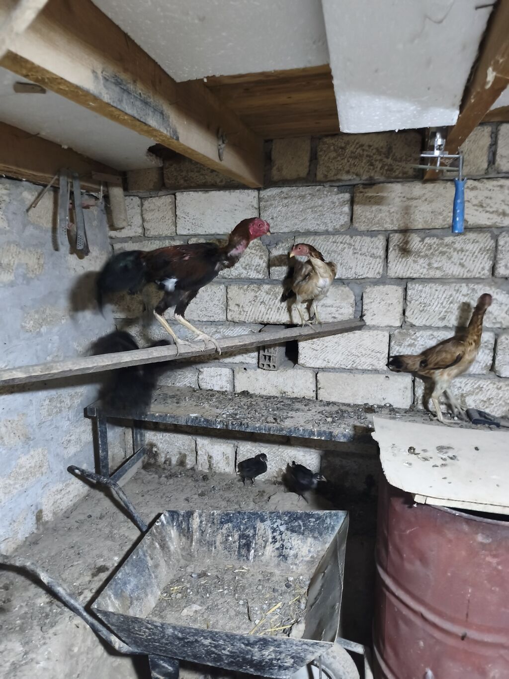 Toyuq cücələri, Damazlıq — Heyvanlar, Masazır (6)