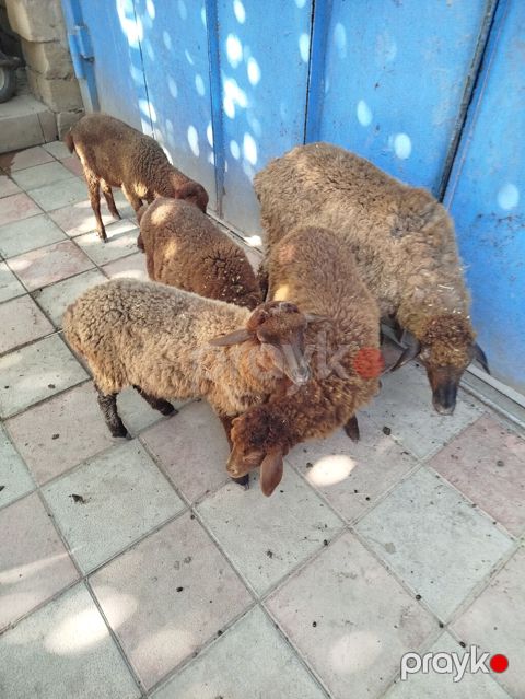 Qoyun-quzu sürüsü — 5 baş, qəhvəyi rəng