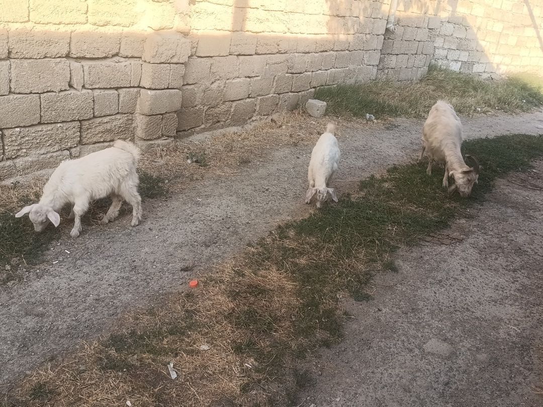 Keçilər — Heyvanlar, Bakı (2)