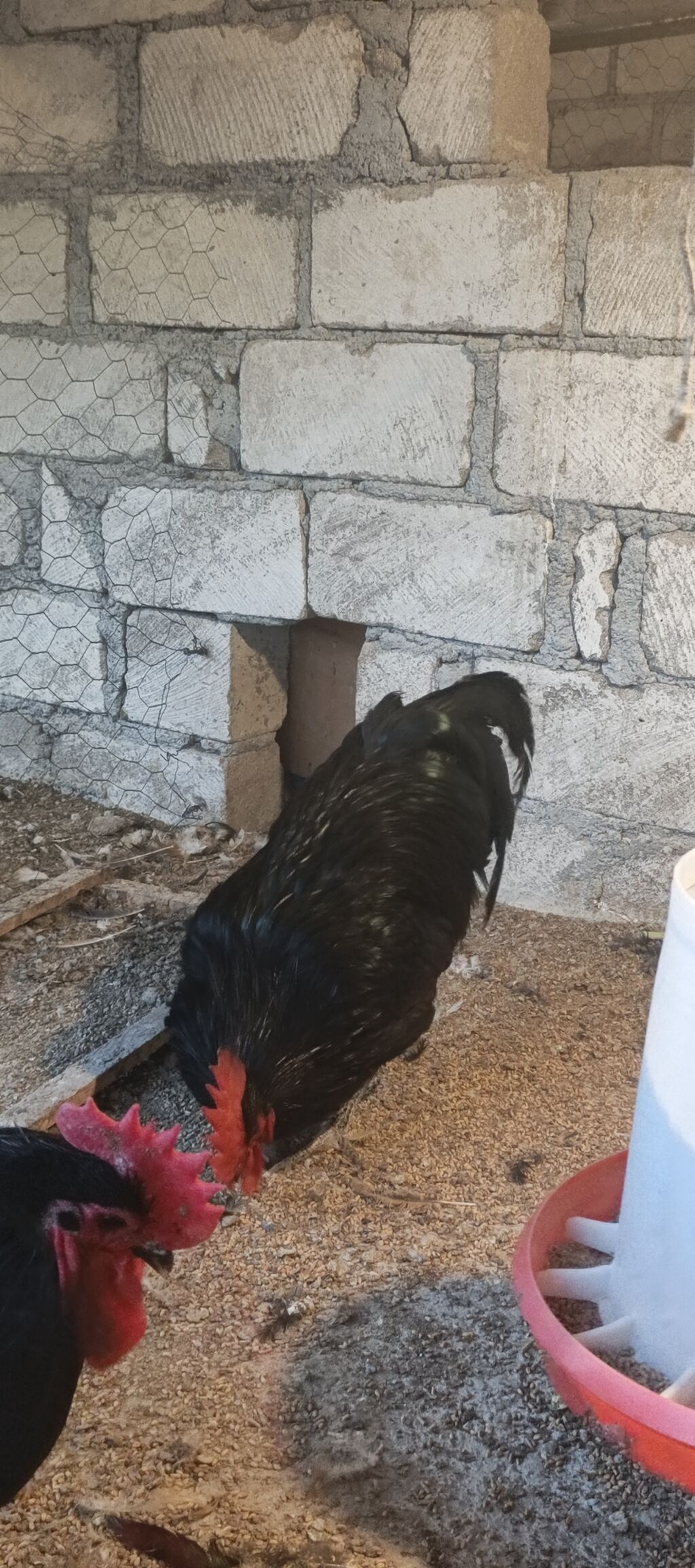 Orjinal uzunquyruq avstralop cücə və yumurtası — Heyvanlar, Gəncə (7)