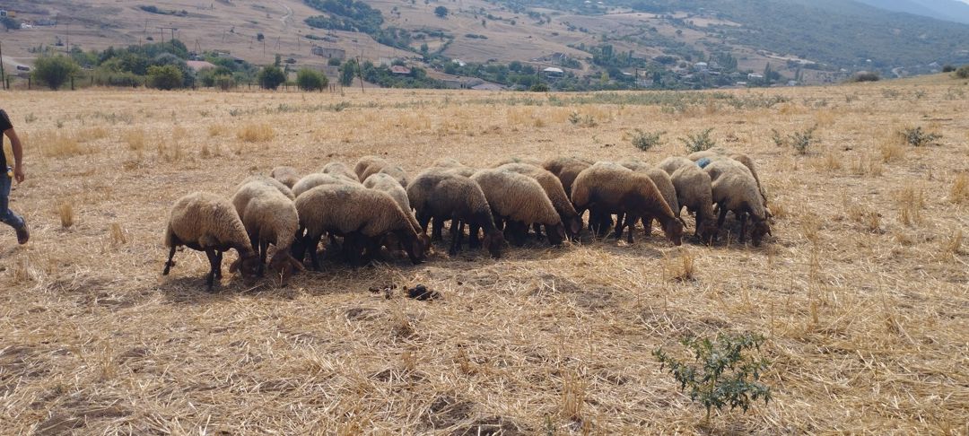 Qoyunlar — Heyvanlar, Siyəzən (3)