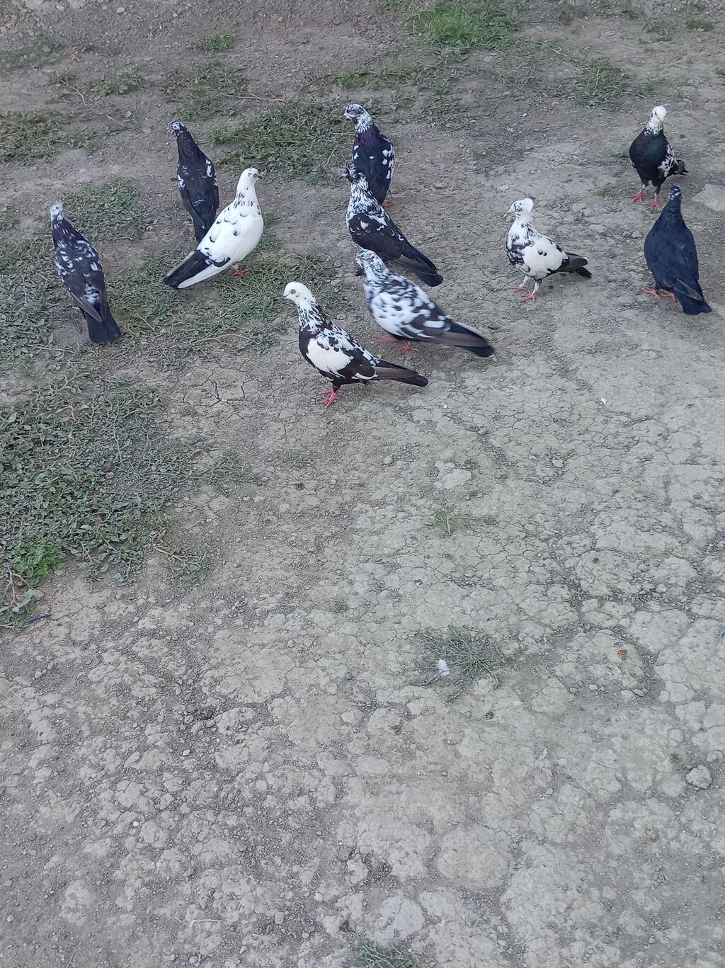 Qara ciler hamisi tərgizme quslardi hopdum satilir qiymet 80 m unvan — Göyərçin, Salyan (2)