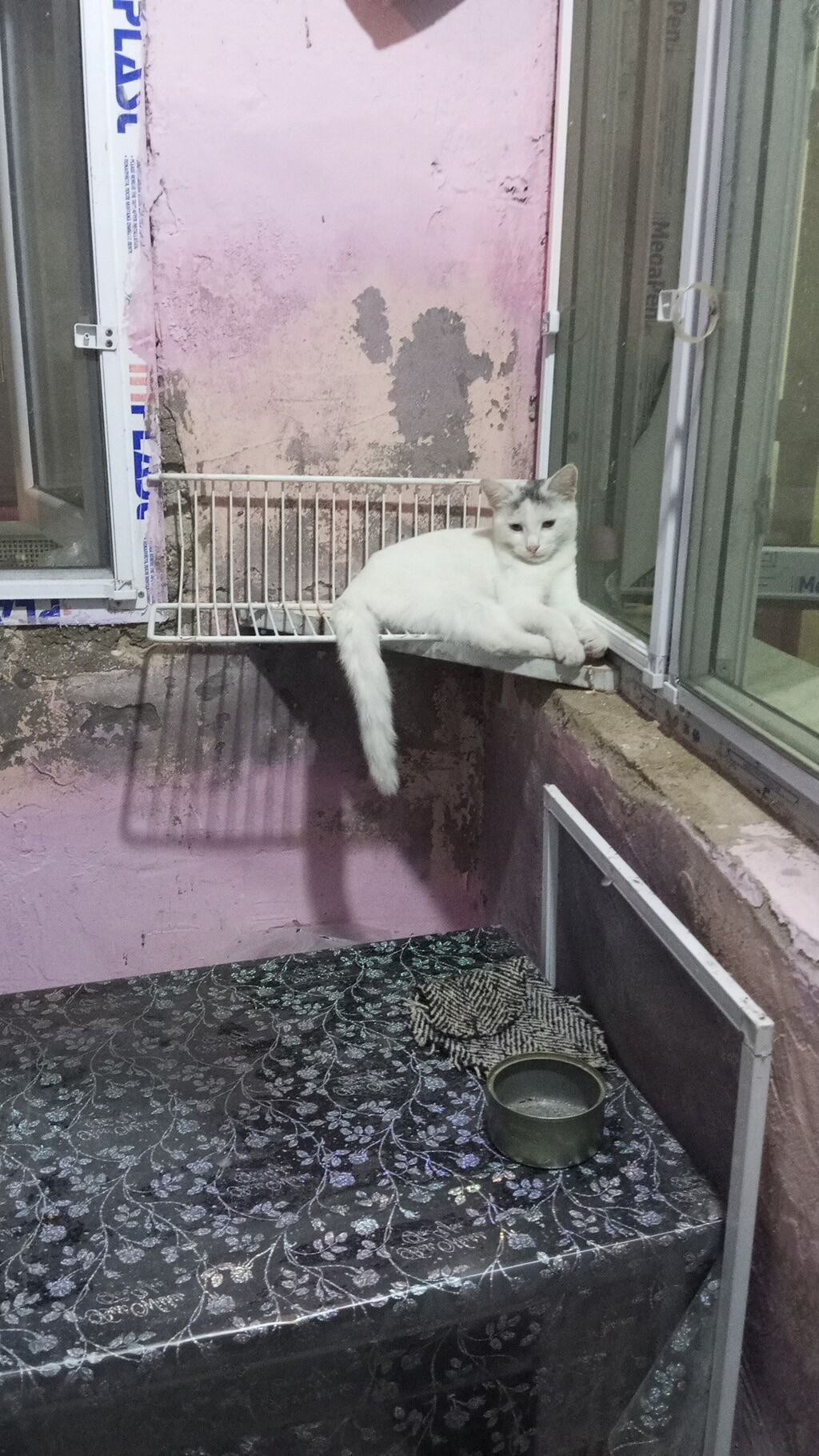 Yaxşı əllərə — Pişiklər, Bakı (2)