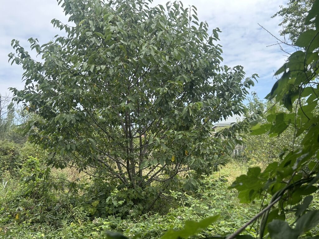 Satılır: kənd mühitində həyət evi və geniş torpaq sahəsi - Tikinti — Daşınmaz əmlak, Quba (6)