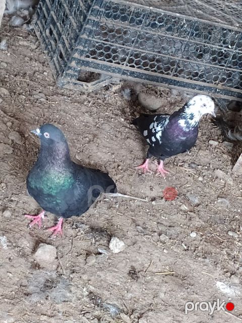Göyərçin
