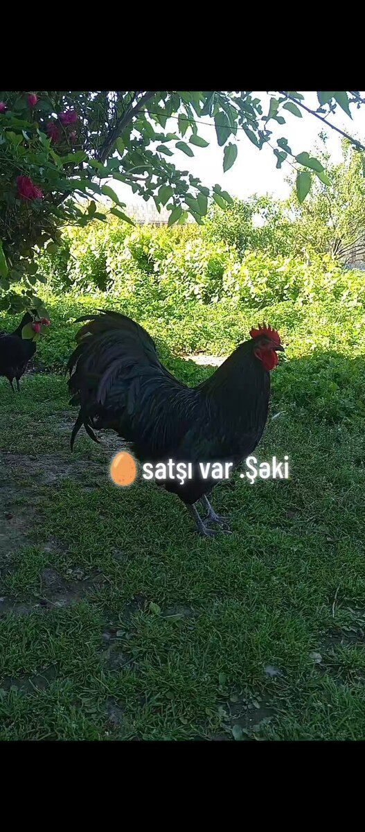 Mayalı avstralorp yumurtası — Quşlar, Şəki (3)