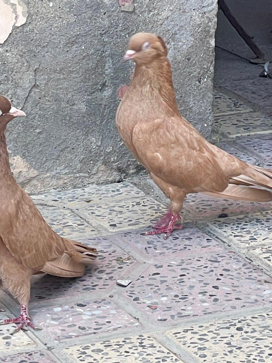 Göyərçinlər — Quşlar, Xırdalan (4)