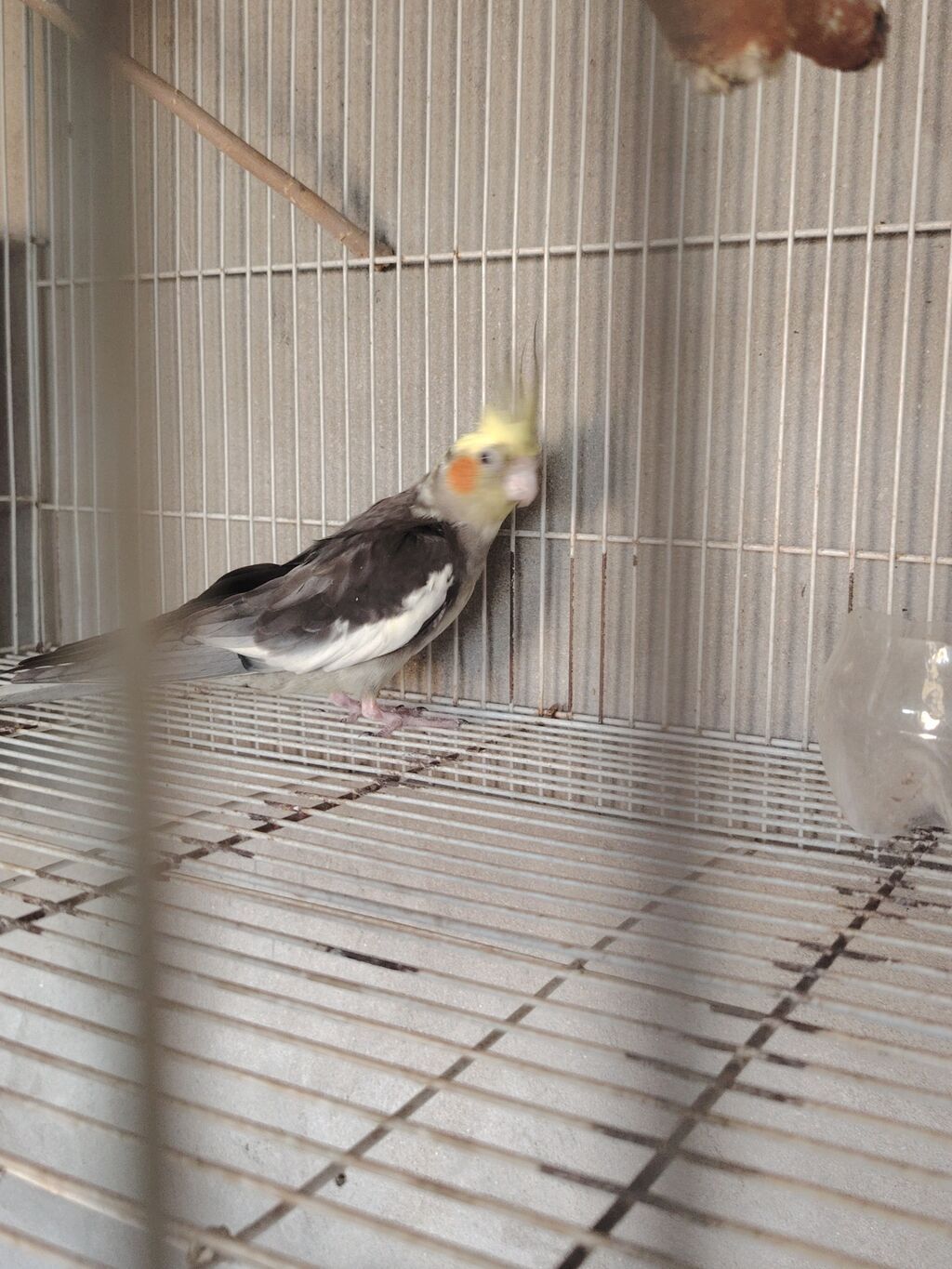 Sultan tutuquşusu (cockatiel) təqdim olunur. Quşun baş hissəsində sarı