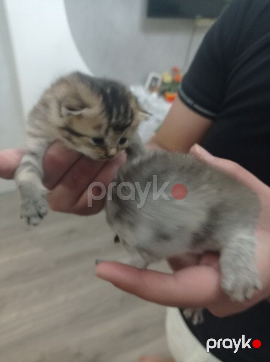 Şotland pişiyi balaları — Pişiklər, Bakı (2)
