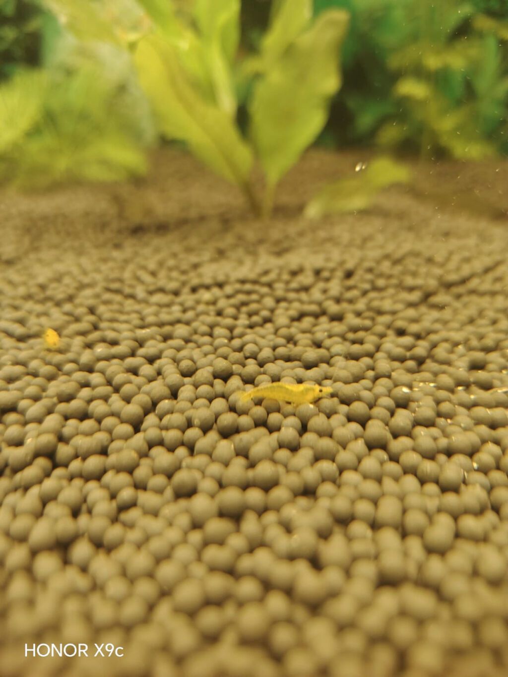 Sarı akvarium krevetləri (Neocaridina) – sakit və bitkili akvariumlar — Heyvanlar, Xırdalan (2)