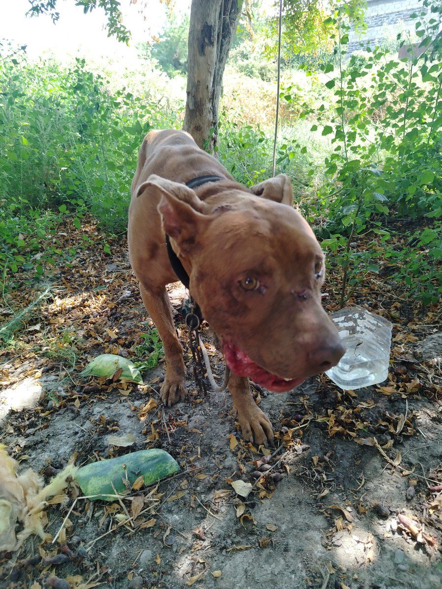 Pit Bull Terrier — Heyvanlar, Ağdaş (4)