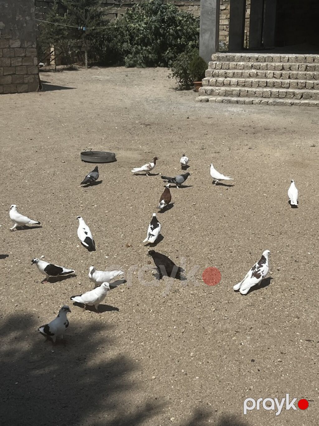 18 quşdu biri 5manatdan boynu güllülər var içində qırmızı baş qarabaşa — Quşlar, Digah (4)