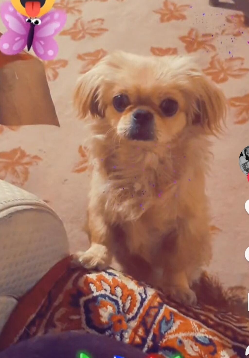 Pekines, 1 ay, Dişi, Peyvəndli, Ünvandan götürmə