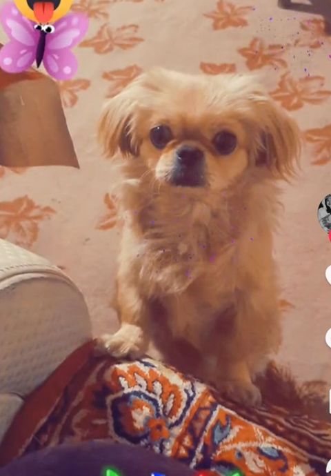 Pekines, 1 ay, Dişi, Peyvəndli, Ünvandan götürmə