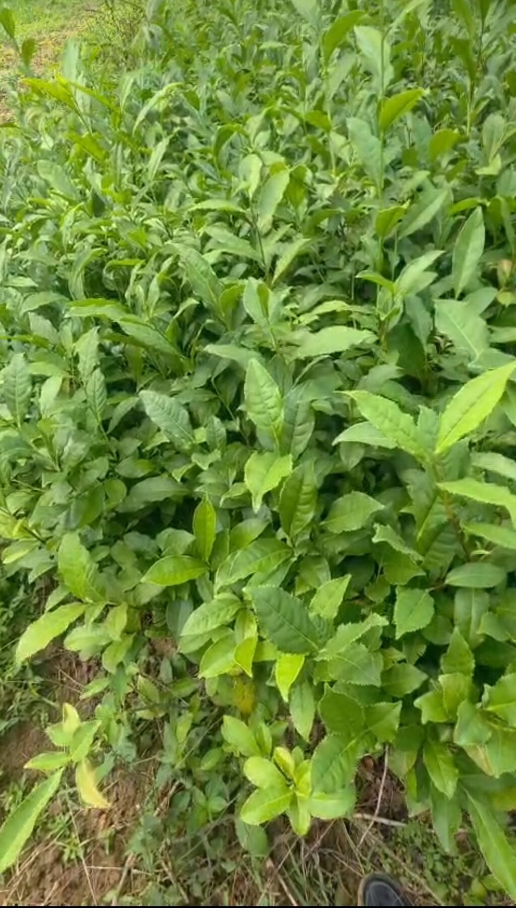 Çay kolları – Camellia sinensis fidanları - Növ: Camellia sinensis — Bitkilər, Lənkəran
