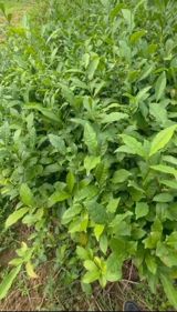 Çay kolları – Camellia sinensis fidanları - Növ: Camellia sinensis — Plants
