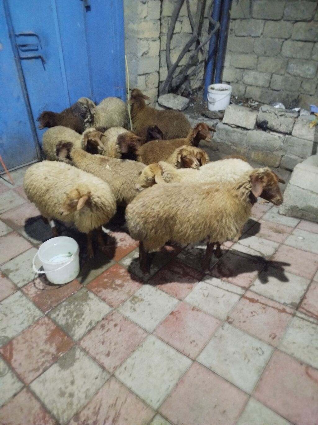 Qoyun sürüsü – ət və damazlıq üçün - Növ: yerli quyruqlu/yağlı quyruq — Heyvanlar, Digah (2)