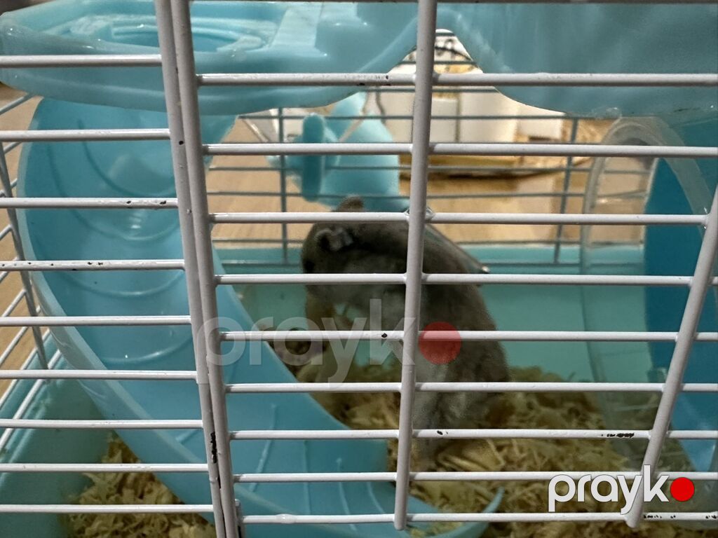 Hamster üçün iki mərtəbəli qəfəs – mavi/ağ Icinde bir eded hemster — Qəfəslər, Bakı (7)