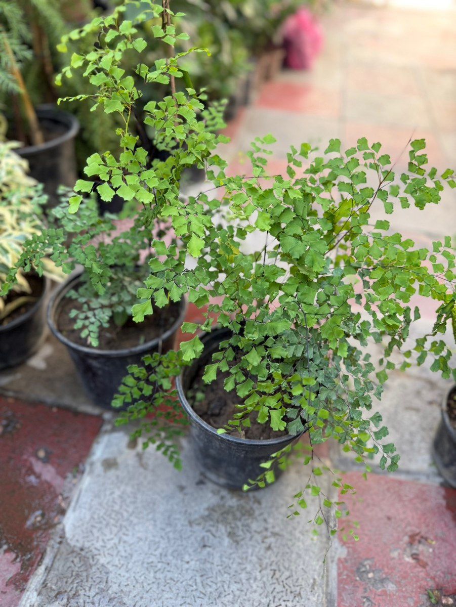 Adiantum — Bitkilər, Bakı (5)