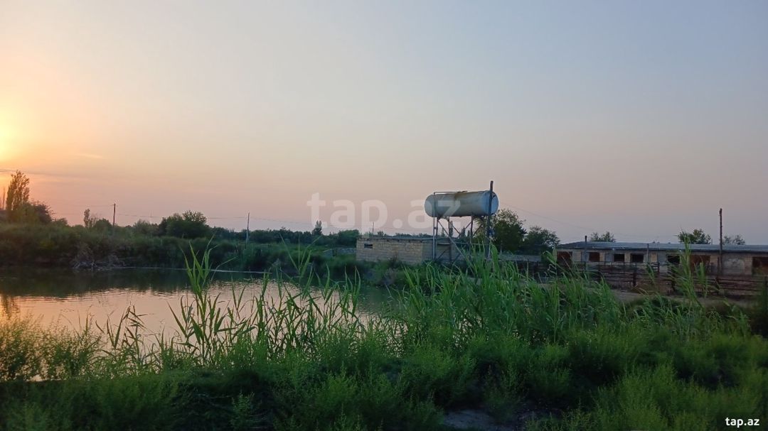 6500 sot torpaq sahəsi, Sabirabad r. — Torpaq, Sabirabad (11)