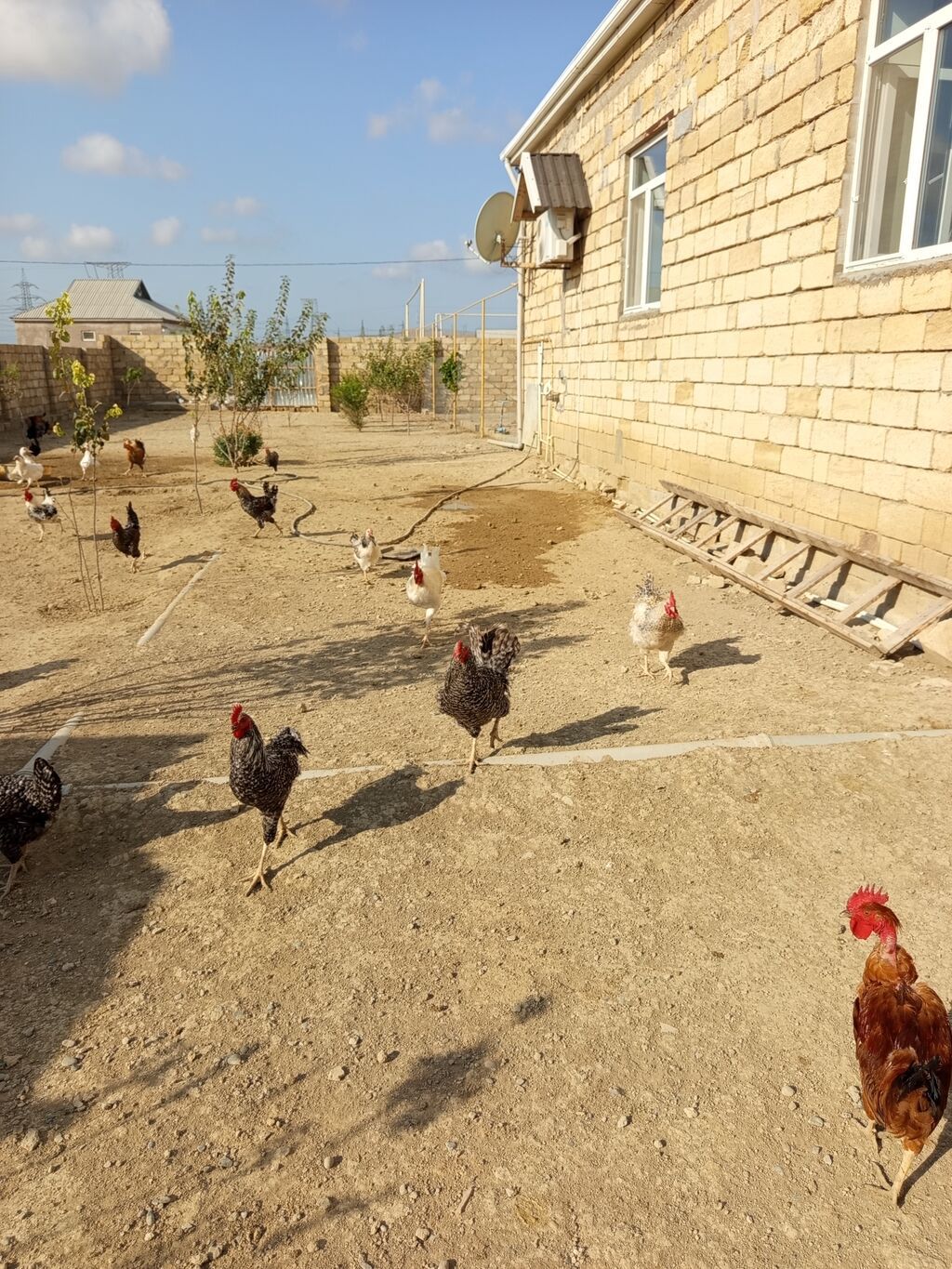 Kend toyuqu xoruzu selebrez xarkov cinsleri var 6 ayliq. Teze — Heyvanlar, Şirvan (6)