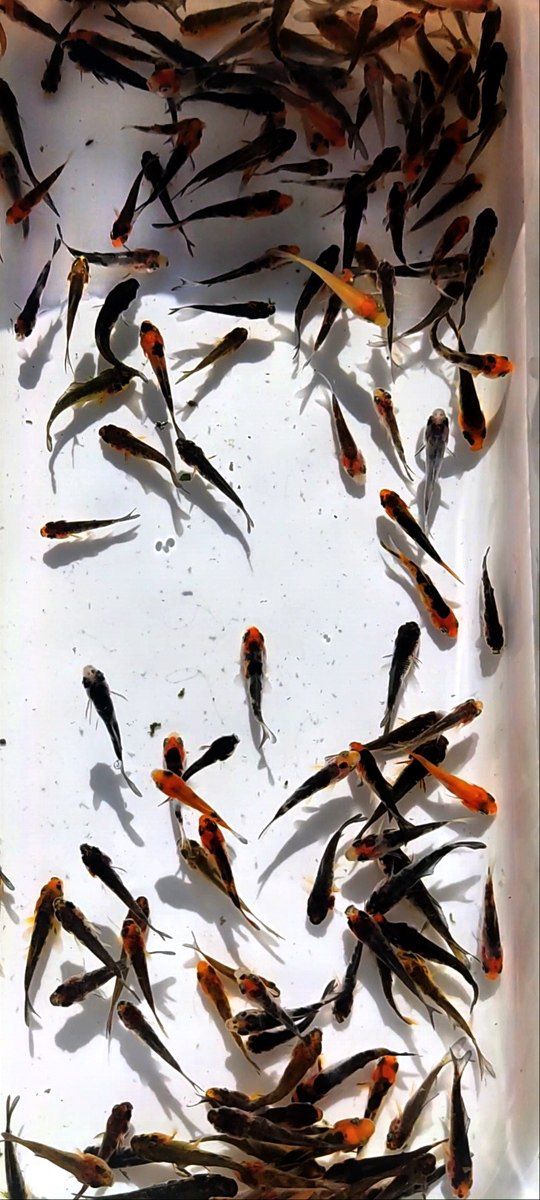 Koi balıqları — Akvariumlar və balıqlar, Bakı (4)