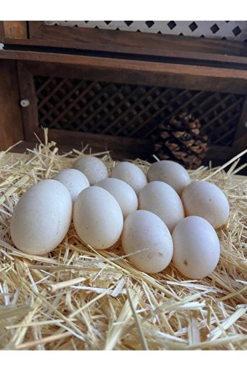 Mayalı ördək yumurtası — Quşlar, Gəncə (2)