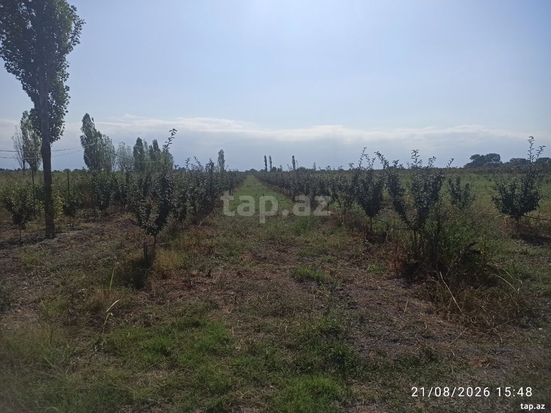 39 sot torpaq sahəsi, Xaçmaz ş. — Torpaq, Xaçmaz