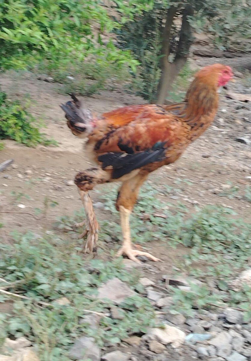 Cücələr — Quşlar, Bakı (11)